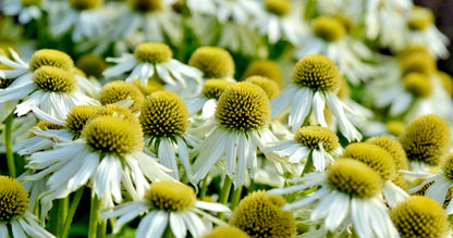 Snow Cone White Coneflower Echinacea – Hardy Perennial Flower Seeds