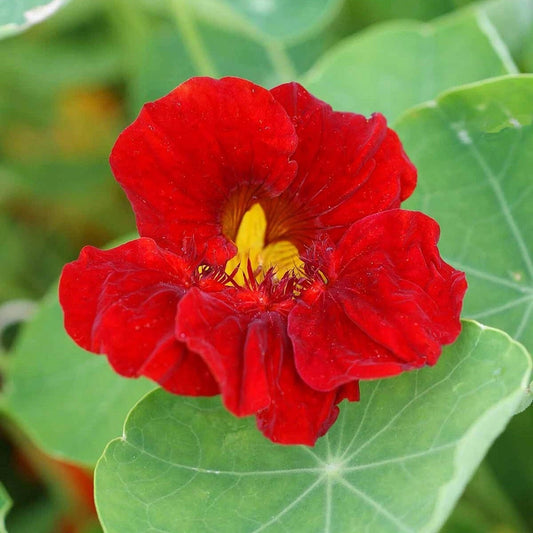 Empress of India Nasturtium – Colorful Climbing Flower Seeds