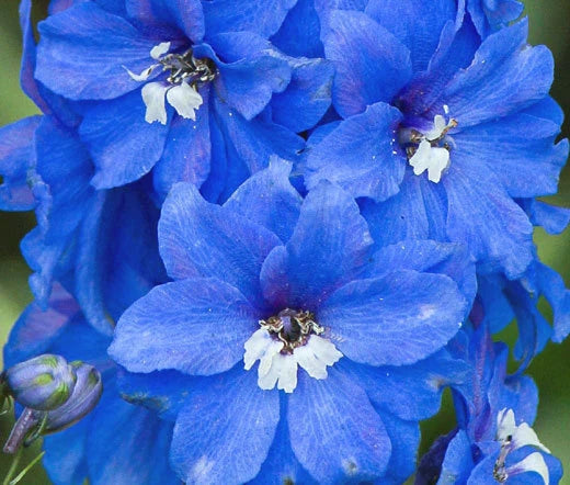 Delphinium Summer Skies Delphinium Cultorum – Perennial Garden Flower Seeds