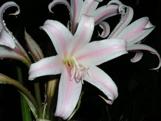 Crinum Lily Goweni Regina S Disco Lounge Large Blooming-size Bulb -