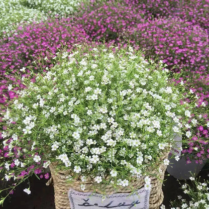 Babys Breath Flower – Garden Flower Seeds