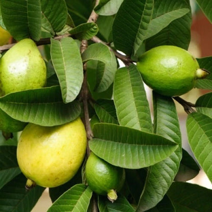 Psidium Guajava – Fragrant Apple Guava Fruit Tree Seeds