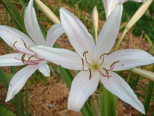 Crinum Lily Eboraci Twelve Apostles Jumbo Blooming-size Bulb New -