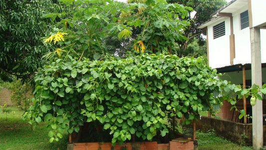 Passiflora Quadrangularis Seeds Giant Granadilla – Garden Flower Seeds