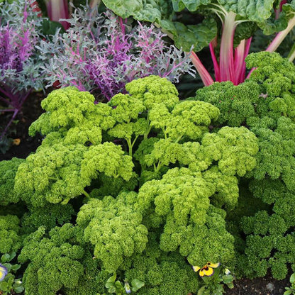 PARSLEY SEEDS MOSS CURLED Petroselinum crispum Herb Garden - Herb Seeds