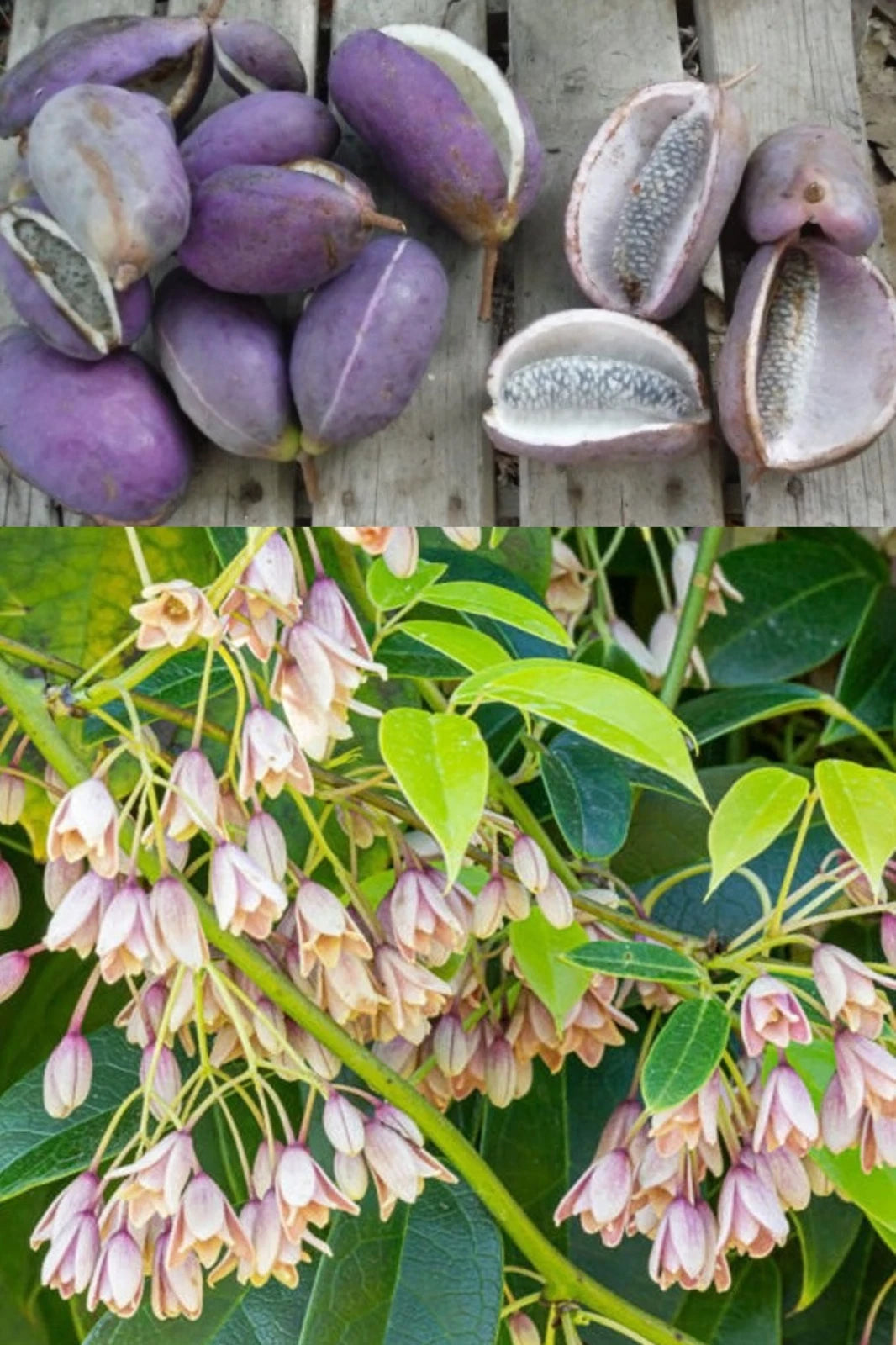 Stuantonia Latifolia Fragrant Edible Sausage Fruit Vine Seeds