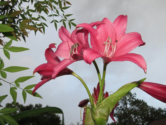 Crinum Lily Brazil – Garden Flower Seeds for Planting