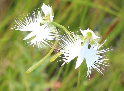 White Egret Orchid Habenaria Radiata – Flowering Garden Seeds