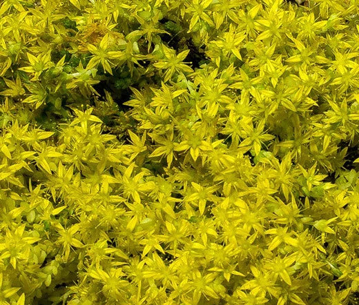 Sedum Yellow Stonecrop Sedum Ellacombianum – Perennial Garden Flower Seeds