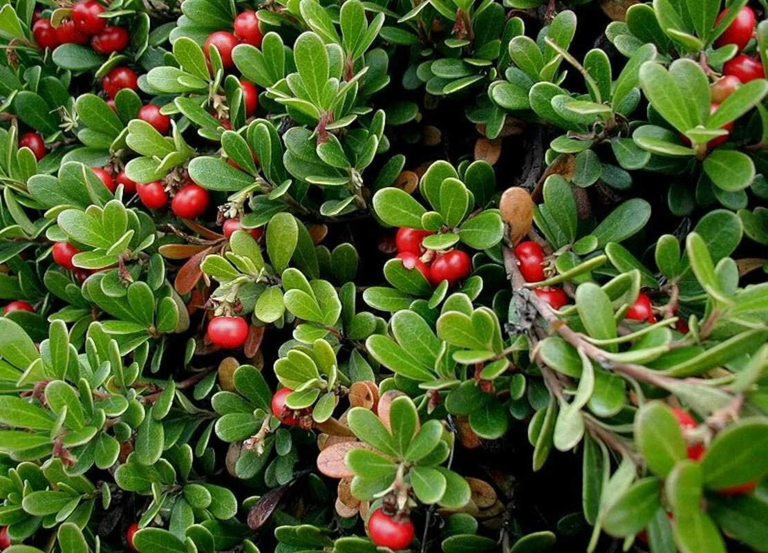 Bearberry Seeds for Planting Attractive Fruit Bearing Ground Cover Plant