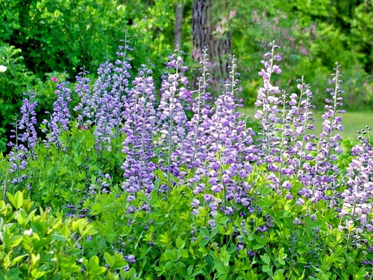 Purple Smoke False Indigo Baptisia Hardy Perennial Flower Seeds