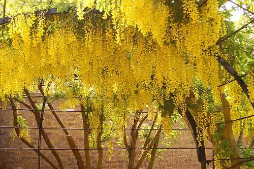 Golden Chain Tree Laburnum Anagyroides Hardy Flowering Tree Seeds