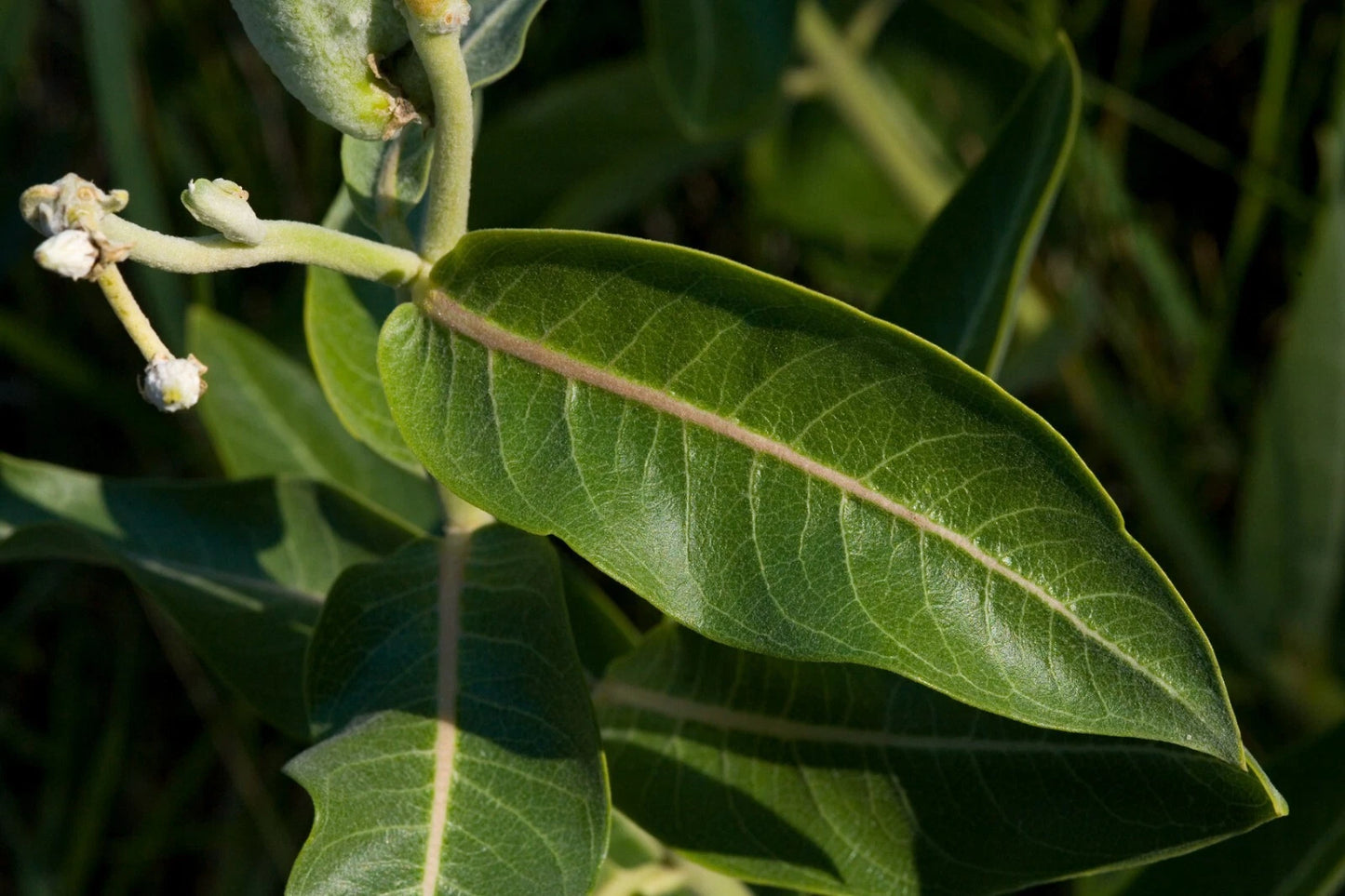 Showy Milkweed Asclepias Speciosa – Perennial Flower Seeds