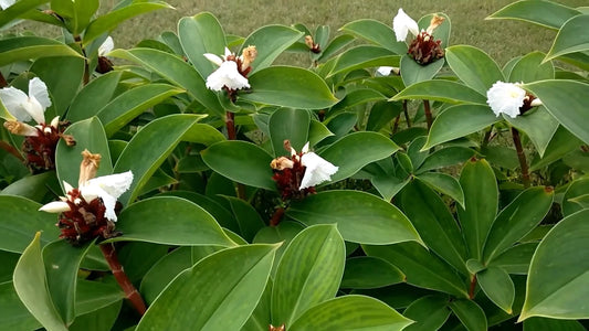 Spiral Ginger Costus Speciosus – Hardy Garden Flower Seeds