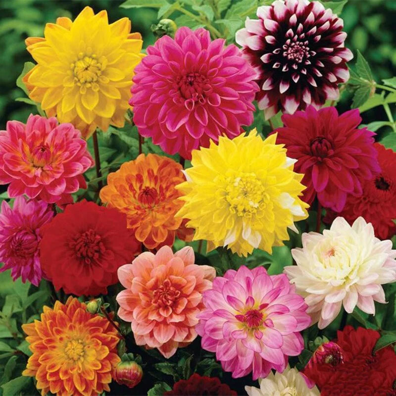 Dahlia Variabilis Pompone – Mixed Flower Seeds for Planting
