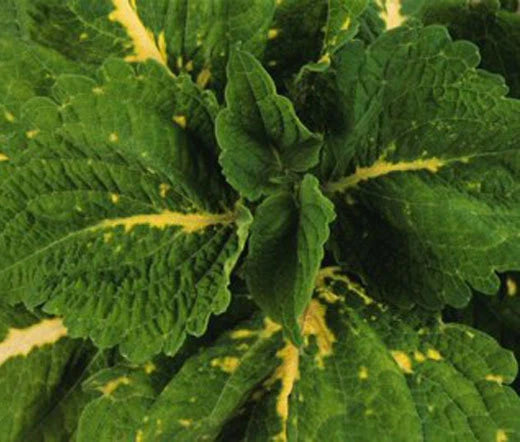 Coleus Kong Green Solenostemon Scutellarioides – Colorful Garden Flower Seeds