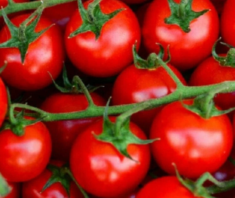 Small Red Cherry Tomato Seeds Non - Garden Fruit Seeds
