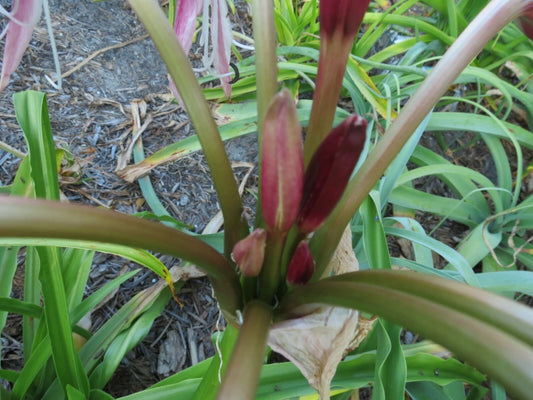 Crinum Lily Lorraine – Garden Flower Seeds