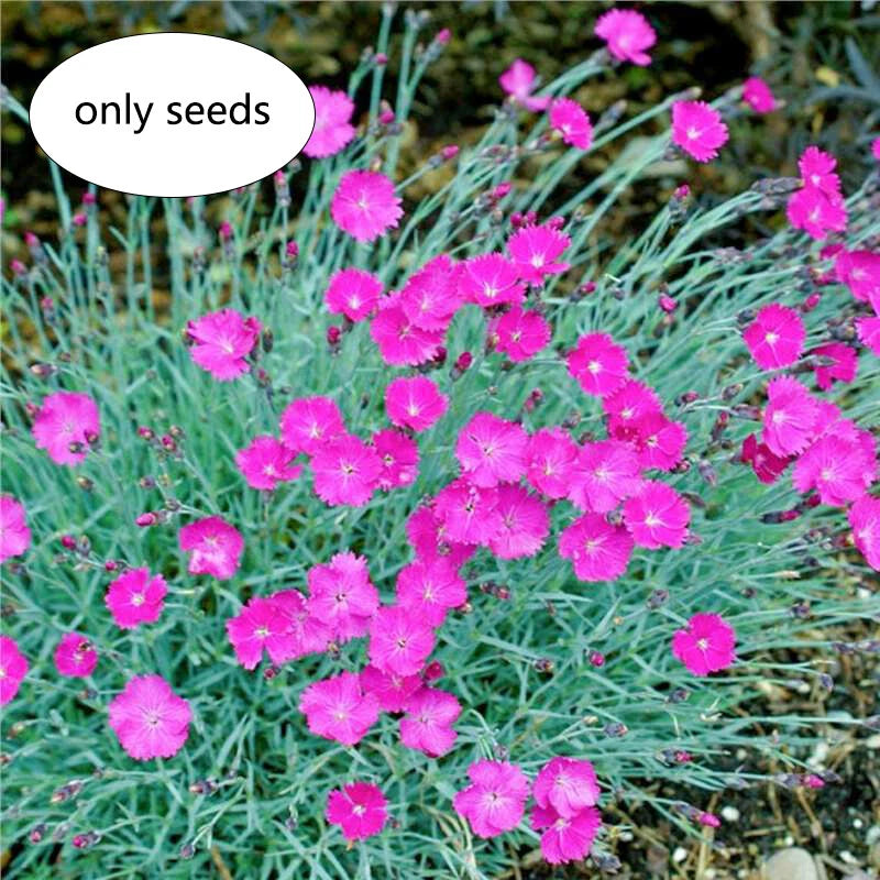 Mixed Color Sweet William Dianthus Barbatus Perennial Flower Seeds