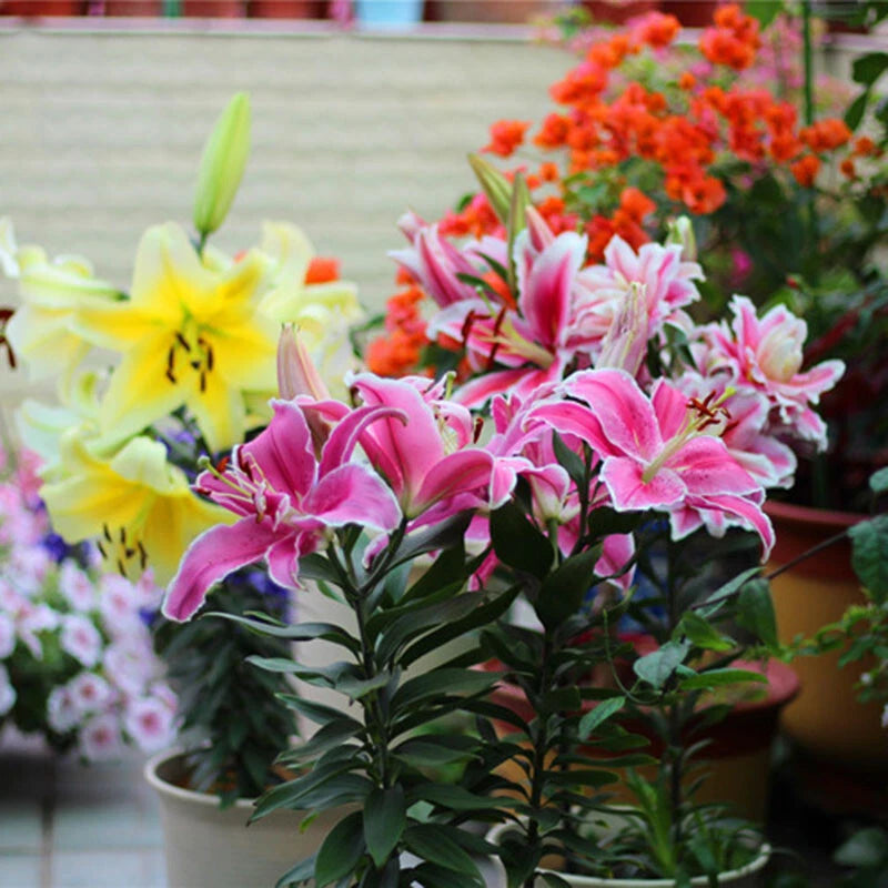 Seeds For Deep – Garden Flower Seeds