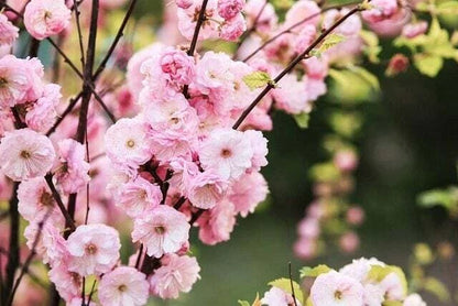 Flowering Plum Prunus Triloba Bonsai Tree Seeds