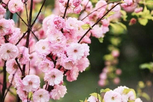 Flowering Plum Prunus Triloba Bonsai Tree Seeds
