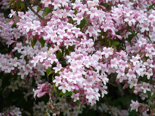Kolkwitzia Amabilis Cold Hardy Flowering Beauty Bush Seeds