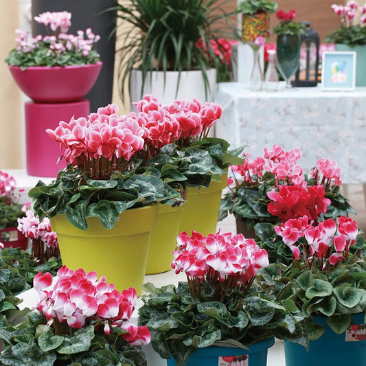 Cyclamen – Perennial Garden Flower Seeds