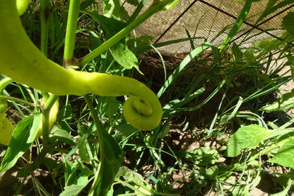 Corbaci Pepper – Long Heirloom Vegetable Garden Seeds