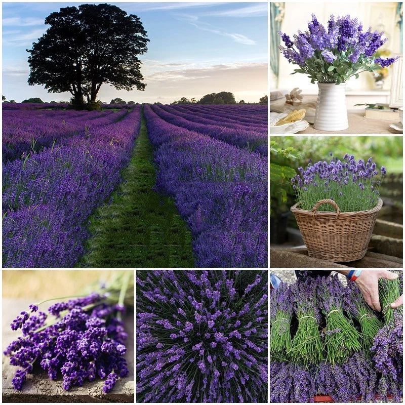 TRUE ENGLISH LAVENDER VERA Lavandula Angustifolia Herb Flower Seeds - Herb Seeds