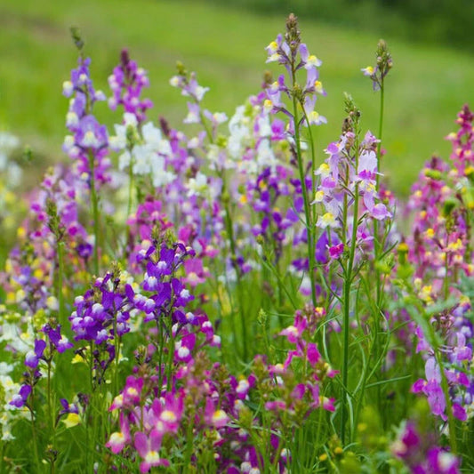 Linajola Comune Linaria – Garden Flower Seeds for Planting