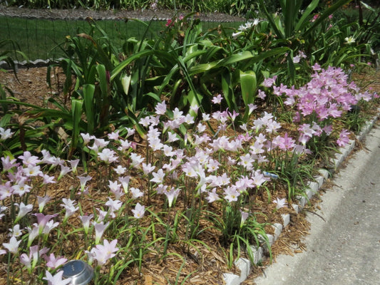 Rain Lily Habranthus Robustus Zephyranthes