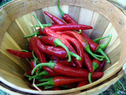 Thai Dragon Pepper – Spicy Vegetable Garden Seeds