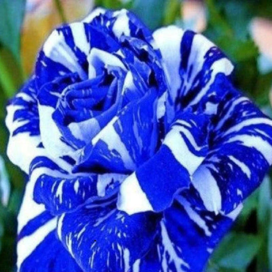 Blue Dragon Haze Rose Rose Bush Rare-Seeds Garden Plant - Flower Seeds