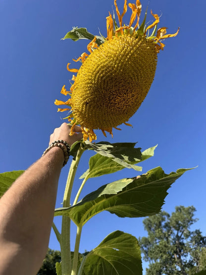 Giant Titan Sunflower – Extra Large Bloom Flower Seeds