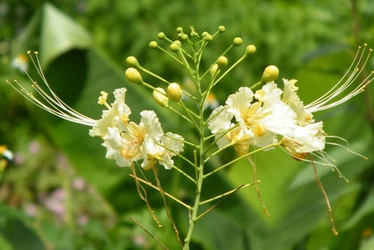 Caesalpinia Pulcherrima White Bird of Paradise Shrub Seeds