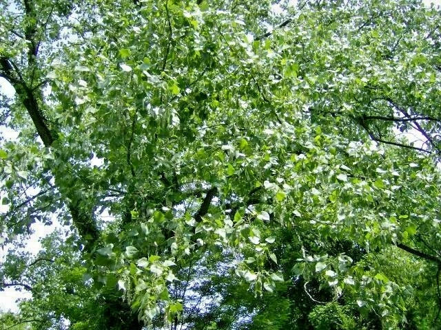 Eastern Cottonwood Populus Deltoides – Hardy Ornamental Tree Seeds