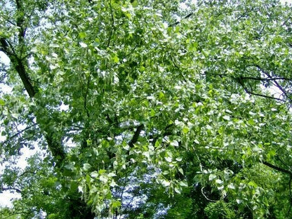 Eastern Cottonwood Populus Deltoides – Hardy Ornamental Tree Seeds