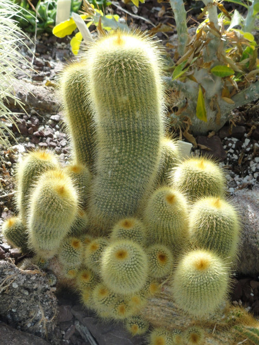 Parodia Leninghausii Yellow Tower Cactus Seeds