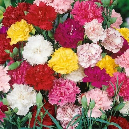 Dianthus Chabaud – Mixed Carnation Double Bloom Flower Seeds