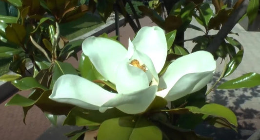 Magnolia Grandiflora Seeds Flower Seeds for your garden