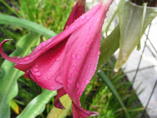 Crinum Lily Antares Small-Size Bulb - New Exclusive Listing