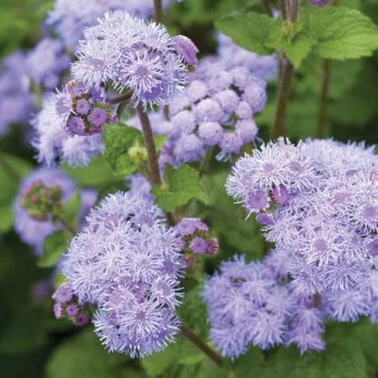 Blue Planet Flossflower Seeds for Planting Ageratum houstonianum