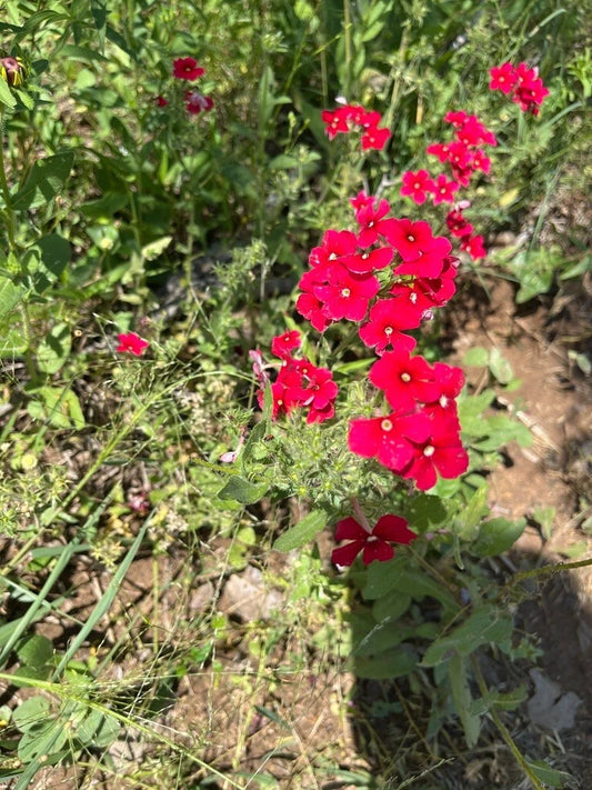 Red Scarlet Phlox Drummondii Pollinator Friendly Flower Seeds