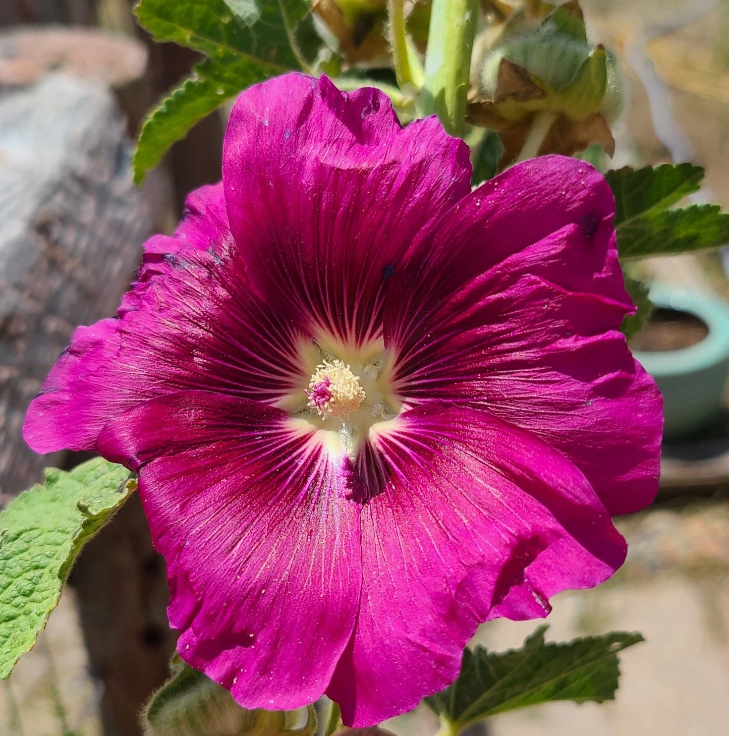Magenta Pink Hollyhock Alcea Perennial Garden Flower Seeds