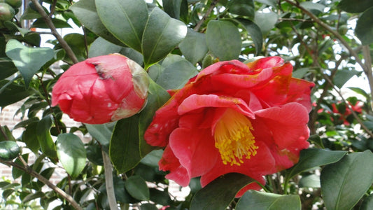 Camellia Chekiangoleosa Large – Flower Seeds