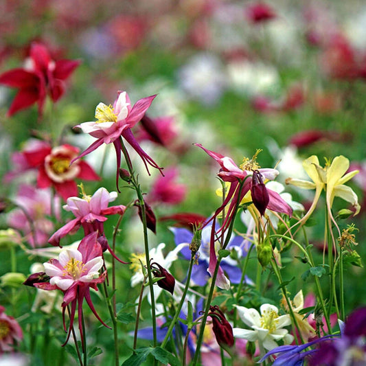 Aquilegia Seedscolumbine Seedsaquilegia – Mixed Flower Seeds for Planting