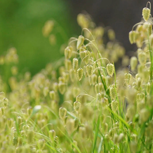 Quaking Grass Briza Maxima – Ornamental Garden Seeds