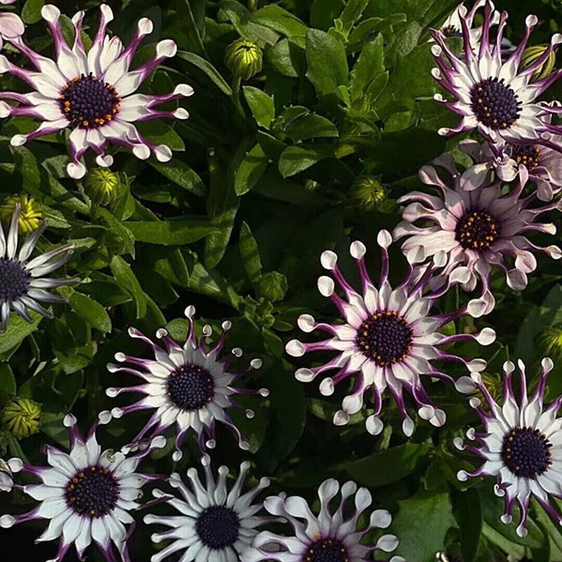 Rara Margherita Africana – Colorful, Mixed Flower Seeds for Planting