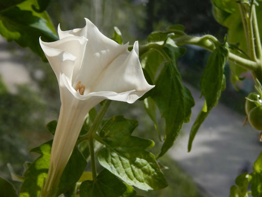 Datura Stramonium Thornapple Flower Seeds